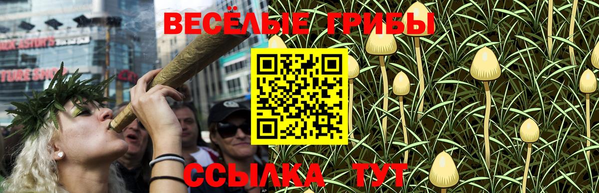 Псилоцибиновые грибы Psilocybe Рязань